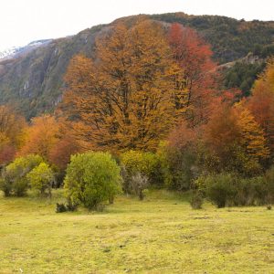 Lote 07