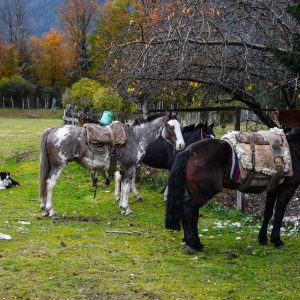 Lote 17
